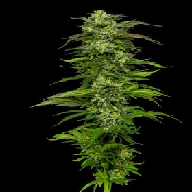 Dream Queen Auto > Humboldt Seed Company